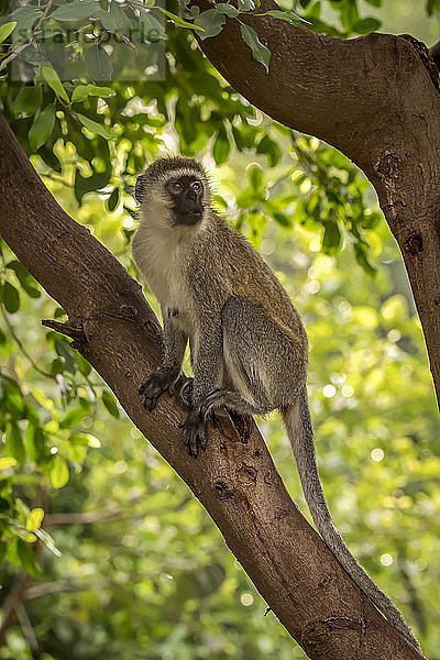 Grüne Meerkatze (Chlorocebus pygerythrus) im Baum sitzend und nach rechts schauend  Serengeti National Park; Tansania