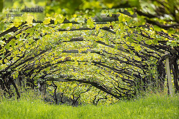 Künstlervordach einer Reihe von Weinstöcken mit darunter wachsendem Gras; Kaltern  Bozen  Italien