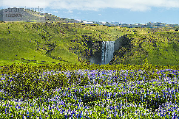 Lupinen blühen vor dem Skogafoss-Wasserfall; Skoga  Island