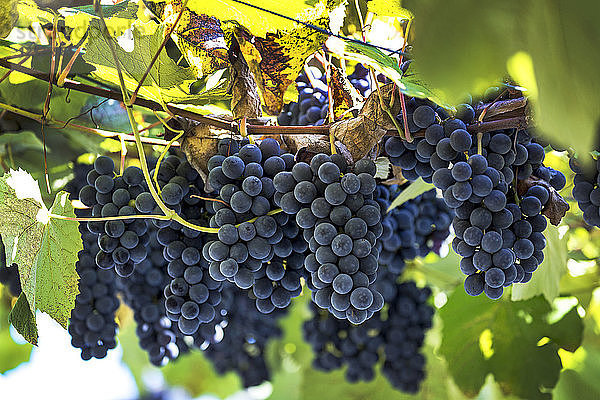 An der Rebe hängende violette Weintrauben; Kalterer  Bozen  Italien