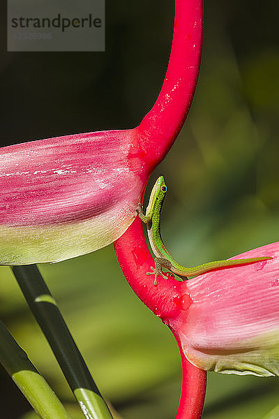 Heliconia chartacea  eine krautige Pflanze  mit einem grünen Madagaskar-Taggecko (Phelsuma madagascariensis); Napoopoo  Insel Hawaii  Hawaii  Vereinigte Staaten von Amerika