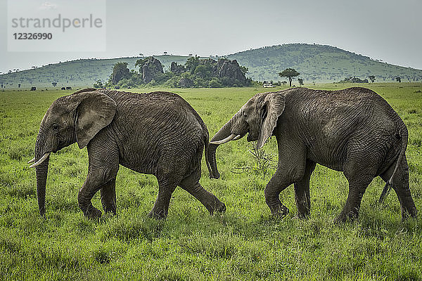 Ein afrikanischer Elefant (Loxodonta africana) folgt einem anderen auf einer Wiese  Serengeti-Nationalpark; Tansania