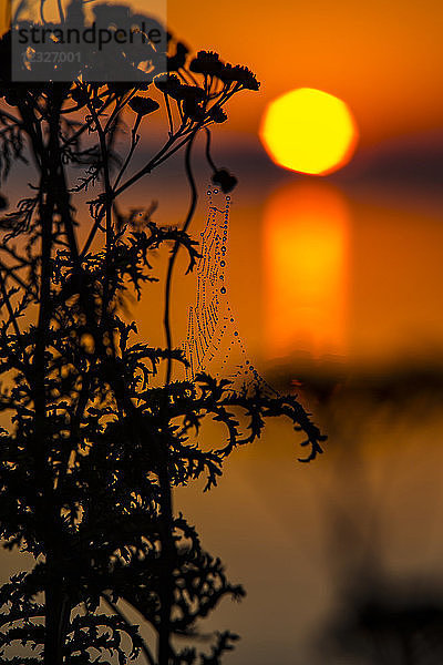 Ein mit Tautropfen bedecktes Spinnennetz im Vordergrund mit einer leuchtenden  gelben Sonne in der Ferne bei Sonnenuntergang; Vancouver  British Columbia  Kanada