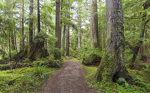 Golden Spruce Trail  Port Clement; Haida Gwaii  British Columbia  Kanada