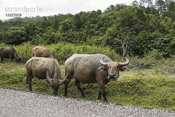 Wasserbüffel (Bubalus bubalis)  der am Rande einer Schotterstraße entlangläuft; Nongpet  Xiangkhouang  Laos