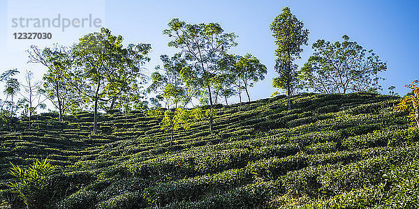 Teeplantage Glenburn; Darjeeling  Westbengalen  Indien