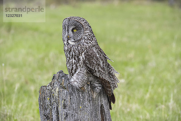 Steinkauz (Strix nebulosa) auf einem Baumstumpf; Alberta  Kanada