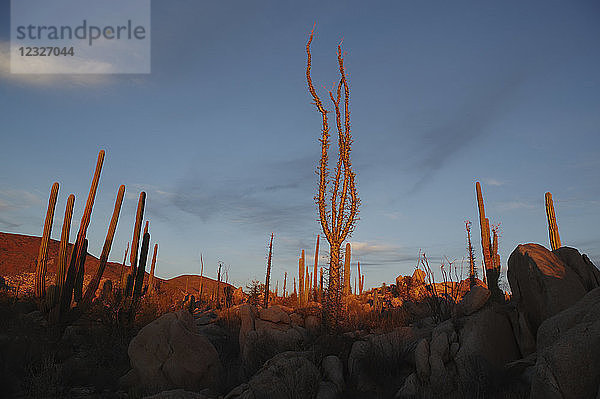 Bei Sonnenuntergang beleuchtete Kaktuspflanzen; Catavina  Baja California  Mexiko