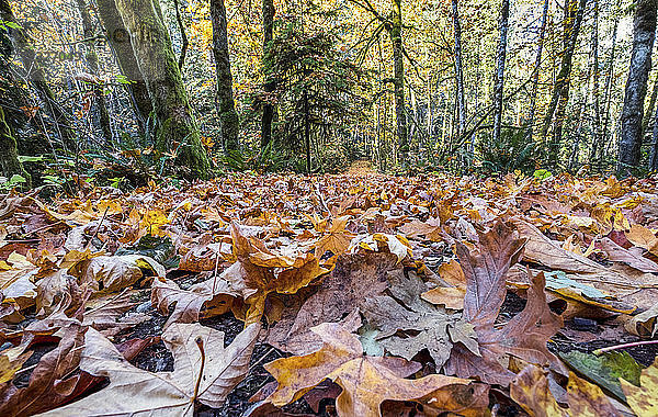 Gefallene  herbstlich gefärbte Blätter bedecken den Waldboden im Cowichan Valley; British Columbia  Kanada