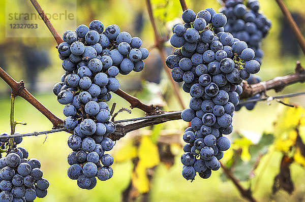 An der Rebe hängende violette Weintrauben; Kalterer  Bozen  Italien