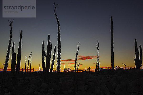 Silhouettierte Kaktuspflanzen in einem glühenden Sonnenuntergang; Catavina  Baja California  Mexiko