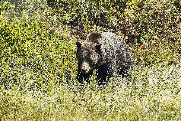 Grizzlybär (Ursus arctos horribilis) beim Spaziergang im Gras  Yellowstone National Park; Wyoming  Vereinigte Staaten von Amerika