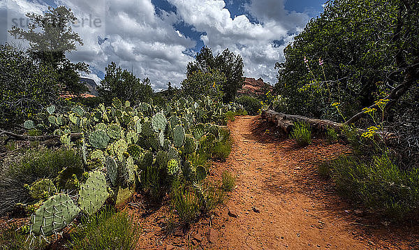 Ein roter Felsenweg  umgeben von Blumen  Kakteen und Bäumen; Sedona  Arizona  Vereinigte Staaten von Amerika