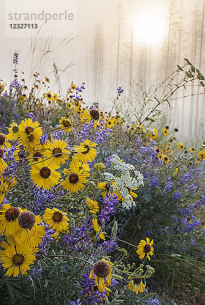 Die Kettle River Recreation Area ist voller Wildblumen  nachdem ein Feuer große Teile des Waldes in British Columbia zerstört hat; British Columbia  Kanada