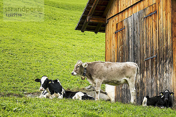 Rinder auf einer abschüssigen Wiese mit Holzstall; Innichen  Bozen  Italien