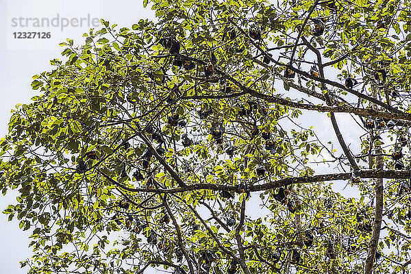 Fruchtfledermäuse in einem Baum; Siem Reap  Kambodscha