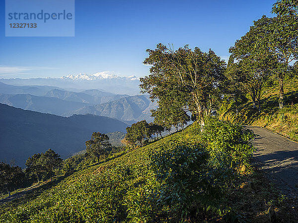 Glenburn Teeplantage und Anwesen  ein himmlischer kleiner Rückzugsort auf einer Anhöhe über den Ufern des Flusses Rungeet  hoch im Himalaya  überragt von der mächtigen Kanchenjunga-Bergkette; Darjeeling  Westbengalen  Indien