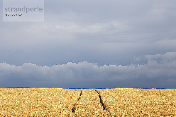 Weizenfeld und Spuren von landwirtschaftlichen Fahrzeugen  mit Regenwolken am Horizont; Georgetown  Ontario  Kanada