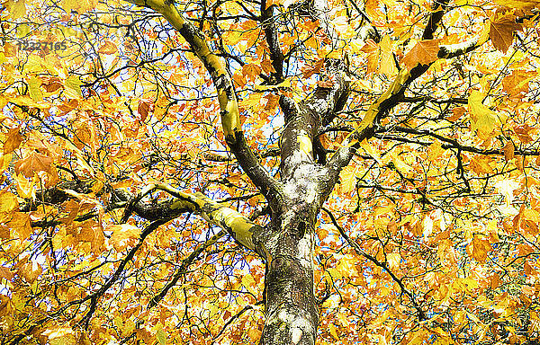 Niedriger Blickwinkel auf goldenes Laub an einem Baum im Herbst; Surrey  British Columbia  Kanada
