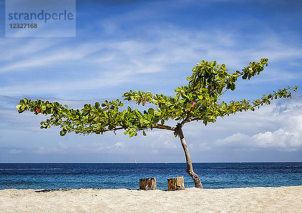 Ein Baum und zwei Baumstümpfe als Sitzgelegenheiten an einem Sandstrand mit Blick auf den blauen Ozean  Karibik