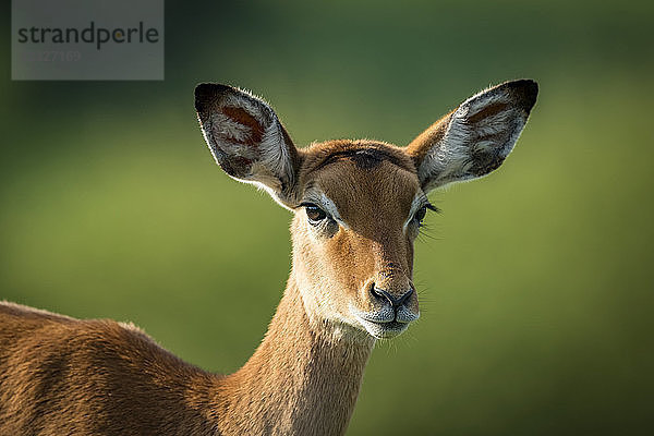 Nahaufnahme eines weiblichen Impalas (Aepyceros melampus)  der in die Kamera schaut; Tansania