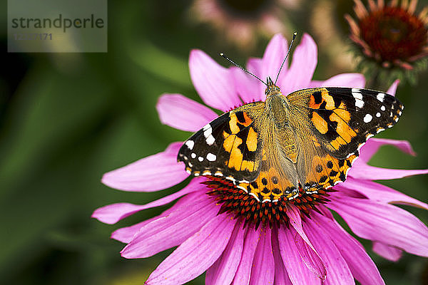 Nahaufnahme eines bunten Nachtfalters auf einer violetten Echinacea-Blüte; Calgary  Alberta  Kanada