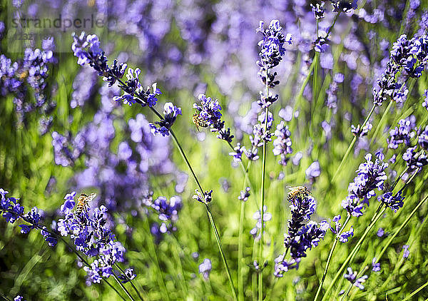 Fleißige Bienen beim Nektarsammeln an Lavendelpflanzen in einem Lavendelfeld; Vancouver  British Columbia  Kanada