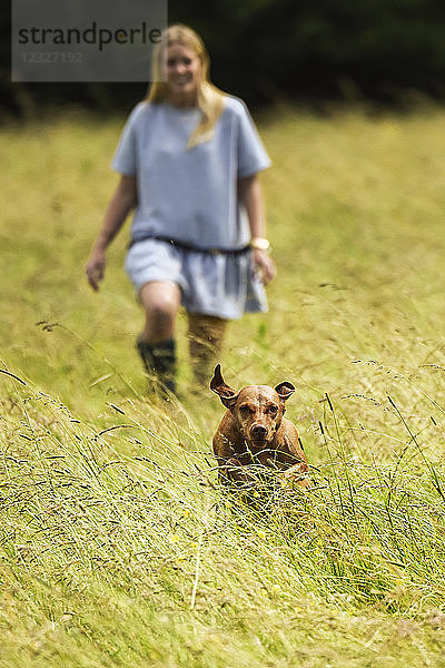 Ungarischer Vizsla  der von einer Frau auf einem Feld in Richtung der Kamera läuft; Reigate  Surrey  England