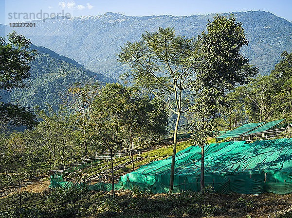 Glenburn ist ein himmlischer kleiner Rückzugsort auf einer Teeplantage  der auf einem Hügel über den Ufern des Flusses Rungeet liegt  hoch im Himalaya; Westbengalen  Indien