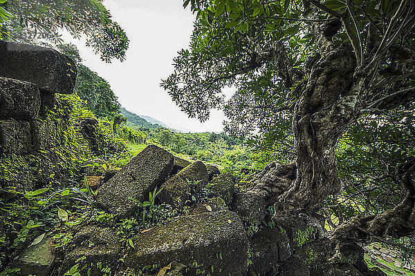 Baum  der aus den Ruinen des Vat Phou-Tempelkomplexes herauswächst; Champasak  Laos