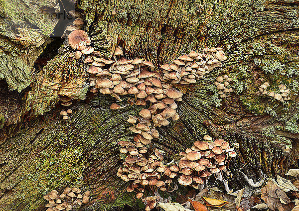 Pilz am Ende eines Baumstumpfes  Bolam Lake; Belsay  Northumberland  England