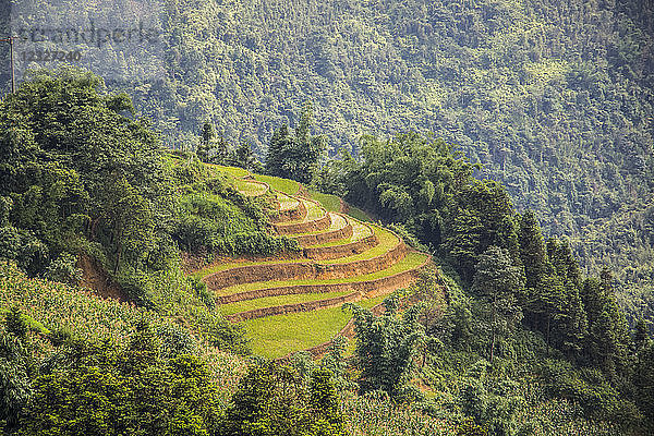 Reisterrassen in der Nähe von Sapa; Lao Cai  Vietnam