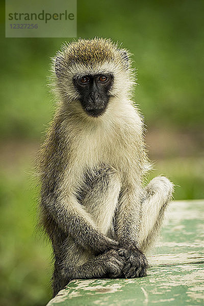 Ein Grünen Meerkatze (Chlorocebus pygerythrus) sitzt auf einer grün gestrichenen Wand und schaut in die Kamera  während seine Hände auf seinen Füßen ruhen. Er hat braune Augen  ein schwarzes Gesicht und ein braun-schwarzes Fell. Aufgenommen im Tarangire-Nationalpark; Tansania