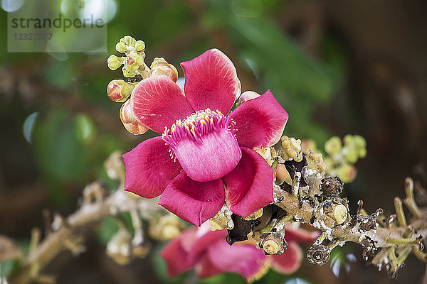 Blüte des Kanonenkugelbaums (Couroupita guianensis); Battambang  Kambodscha