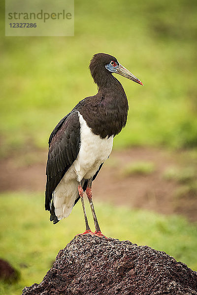 Abdim-Storch (Ciconia abdimii) auf Termitenhügel nach rechts; Tansania