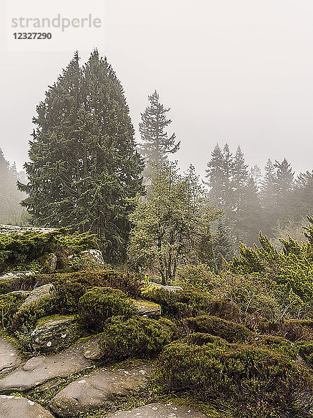 Felsengarten und Bäume im Nebel; Northumberland  England