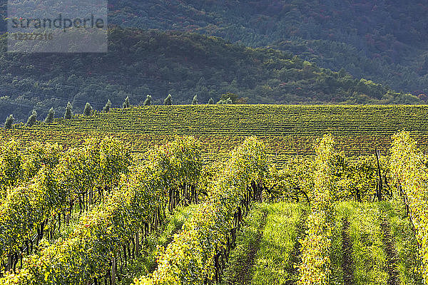 Reihen von Weinstöcken auf einem Hügel mit Weinbergen und sanften Hügeln im Hintergrund; Calder  Bozen  Italien