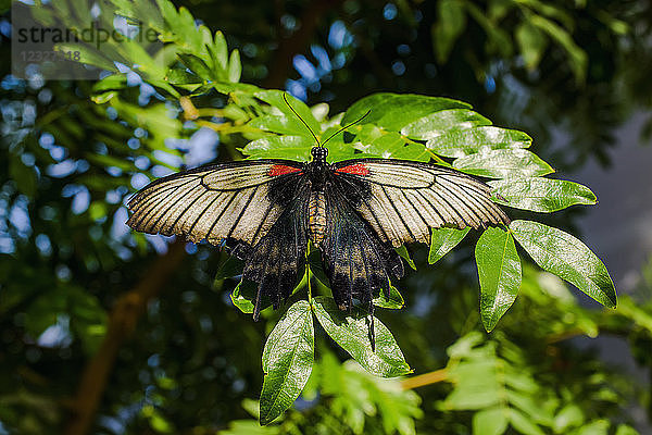 Lowi-Schwalbenschwanzfalter (Papilio lowi)  Botanischer Garten; Montreal  Quebec  Kanada