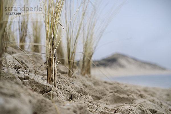 Strandhafer  Sylt  Schleswig-Holstein  Deutschland  Europa