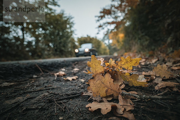 Eichenlaub am Feldweg  Kreis Pinneberg  Schleswig-Holstein  Deutschland  Europa