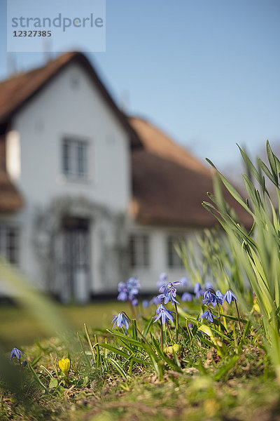 Scilla bifolia im Garten  Keitum  Sylt  Schleswig-Holstein  Deutschland  Europa