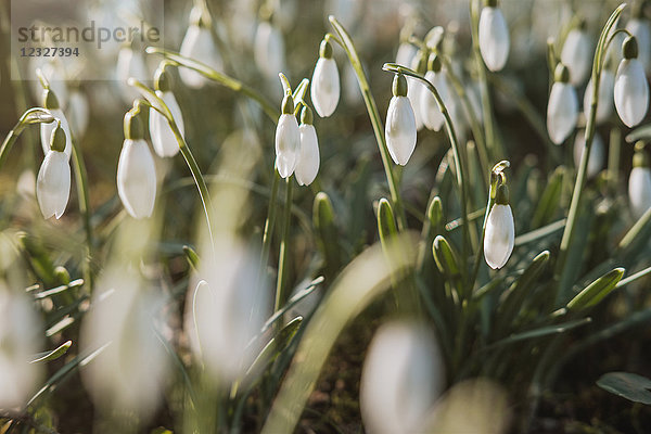 Schneeglöckchen  Galanthus  Haseldorf  Kreis Pinneberg  Schleswig-Holstein  Deutschland  Europa