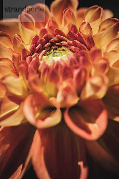 Blüte einer Dahlie  Hamburg  Deutschland  Europa