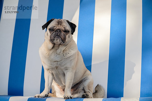 Mops-Hund im Strandkorb mit Kapuze  Sylt  Schleswig-Holstein  Deutschland  Europa
