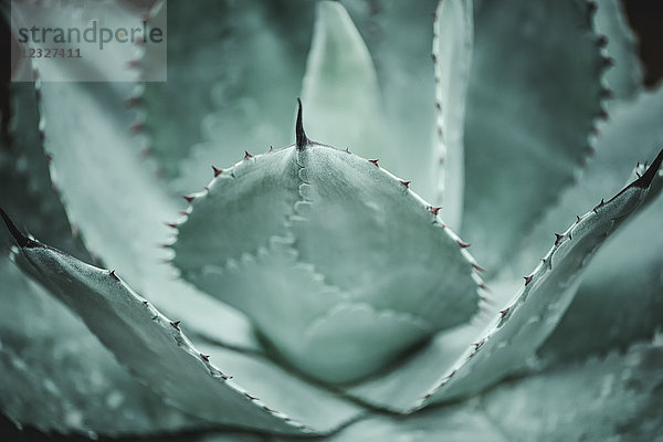 Agave ovatifolia