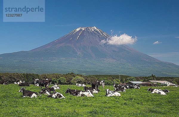 Japan  Provinz Shizuoka  Kühe auf der Westseite des Berges Fuji