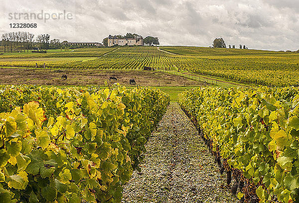 Südwestfrankreich  Weinberg der g.U. Sauternes  Chateau Yquem und seine Weinberge  Erstes Wachstum ''Premier cru superieur classe''. Obligatorischer Kredit: Schloss Yquem