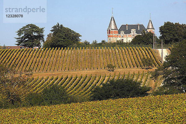 Frankreich  Aquitanien  Gironde (33) Langon Land  Bommes  chateau Rayne Vigneau  Weinberg AOC Sauternes