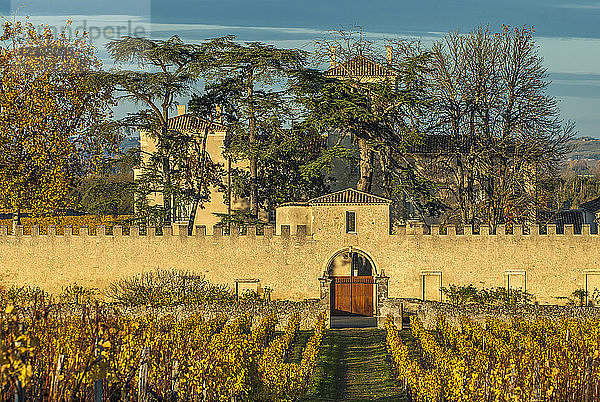 Südwestfrankreich  Weinberg der g.U. Sauternes  Chateau Lafaurie-Peyraguey  Erstes Wachstum ''1er Grand cru classe''. Obligatorischer Kredit: Schloss Lafaurie-Peyraguey