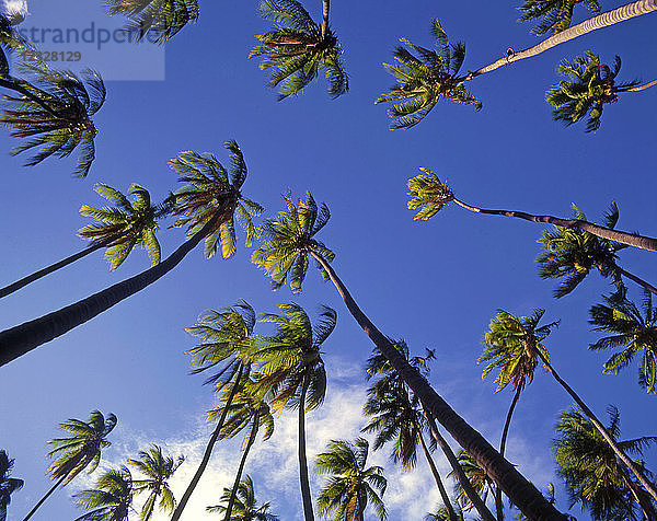 USA  Hawaii  Molokai  Kapuaiwa Coconut Grove  Palmen